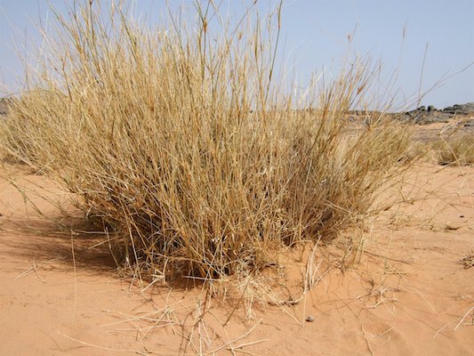 Alge?rie, De?sert, Tassili, Tassili N'Ajjer