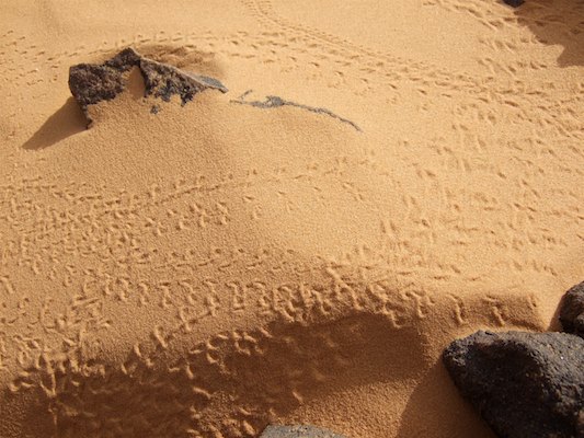 Alge?rie, De?sert, Tassili, Tassili N'Ajjer