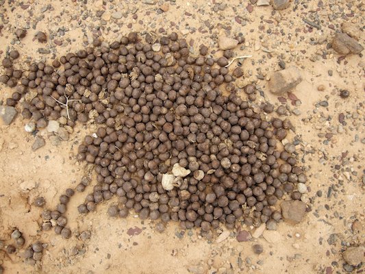 Alge?rie, De?sert, Tassili, Tassili N'Ajjer