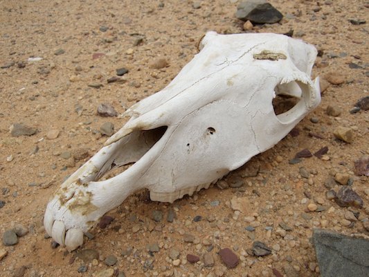 Alge?rie, De?sert, Tassili, Tassili N'Ajjer