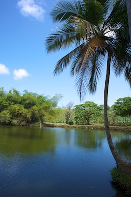 Habitation Cle?ment, Martinique