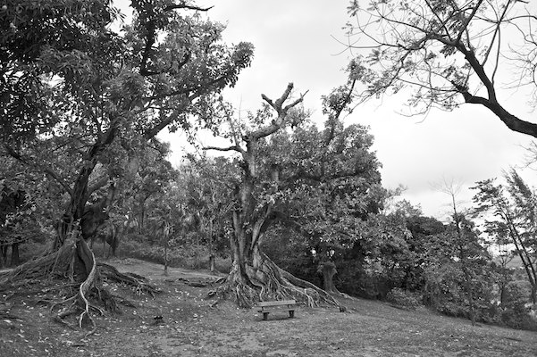 Habitation Cle?ment, Martinique