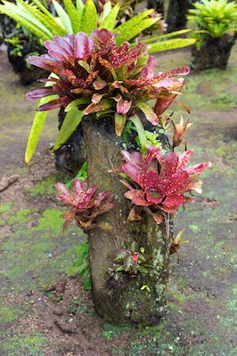 Jardin de Balata, Martinique