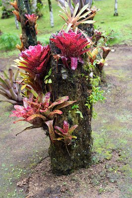 Jardin de Balata, Martinique