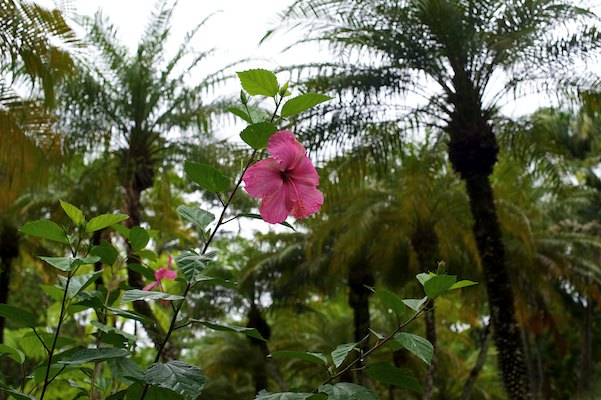 Jardin de Balata, Martinique