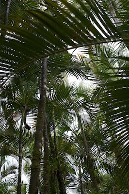 Jardin de Balata, Martinique