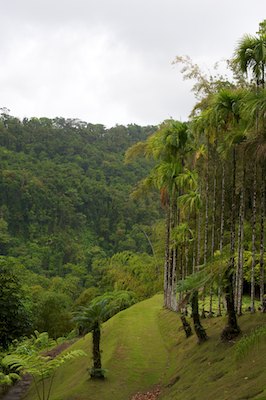 Jardin de Balata, Martinique