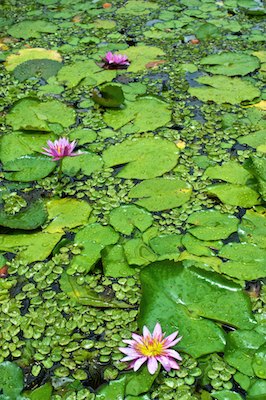 Jardin de Balata, Martinique
