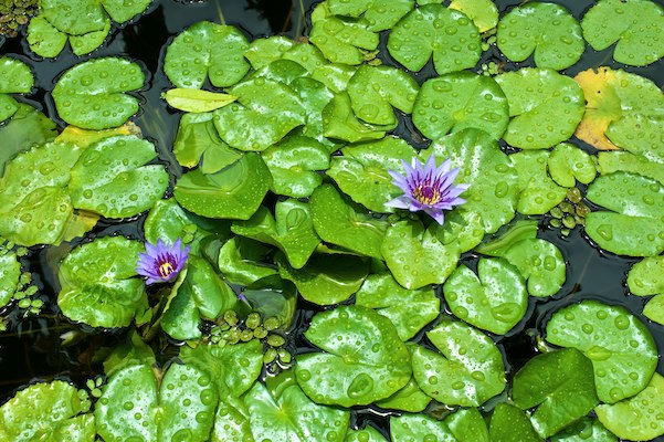 Jardin de Balata, Martinique