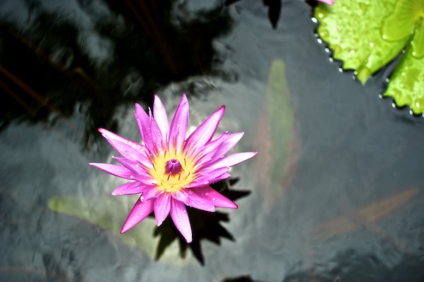 Jardin de Balata, Martinique