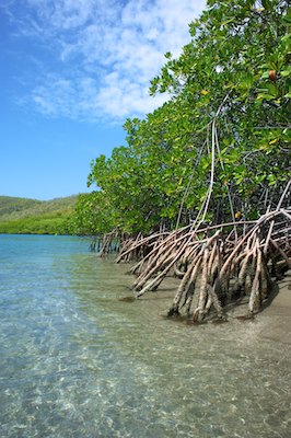 La caravelle, Martinique