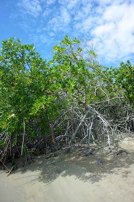 La caravelle, Martinique