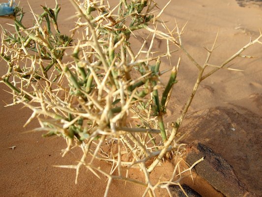 Hoggar : Paysages de sable