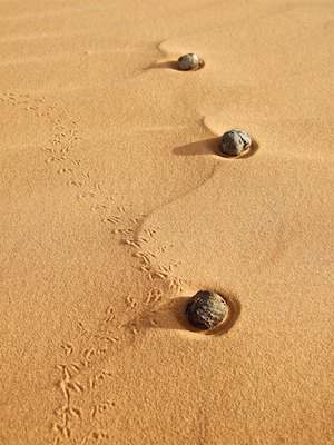 Traces de vie dans le désert du Hoggar