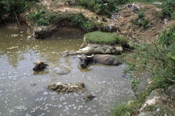 Photos de Yangshuo : les pics calcaires au milieu des rizières