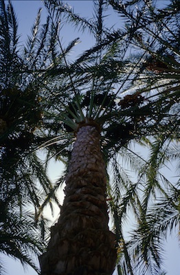 Promenades dans les Oasis de l'Ouest.