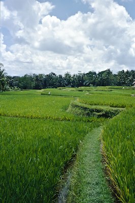 Bali, le paradis sans prétention