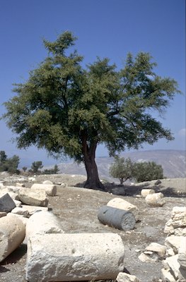 Jordanie : Jerash les ruines romaines