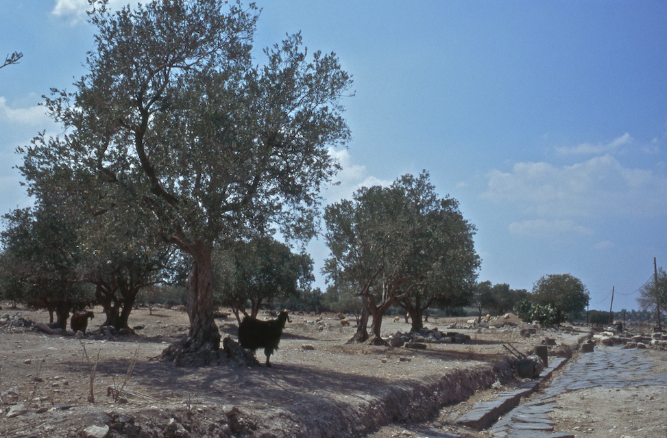 Romain Nosenzo