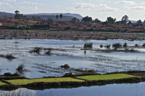 Les rizières malgaches d'Antsirabe