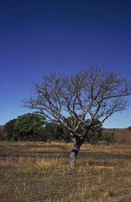 Isalo, la pépite malgache