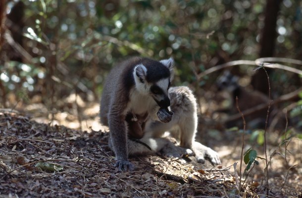 Lémuriens, maki cattas, propithèques et autres singes malgaches