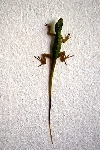 Romain Nosenzo
