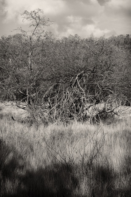 Romain Nosenzo